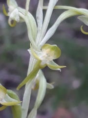 Habenaria arenaria