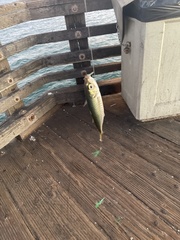 Trachurus symmetricus