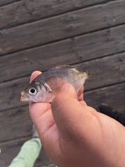 Hyperprosopon argenteum