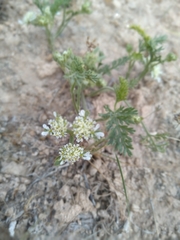 Korshinskia assyriaca