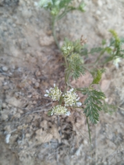 Korshinskia assyriaca