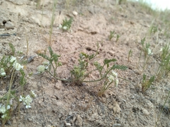Korshinskia assyriaca