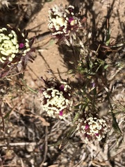 Castilleja exserta latifolia