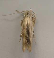 Stathmopoda horticola