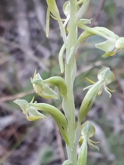 Habenaria arenaria