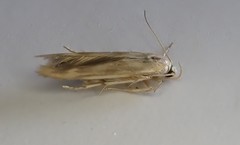 Stathmopoda horticola