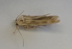 Stathmopoda horticola