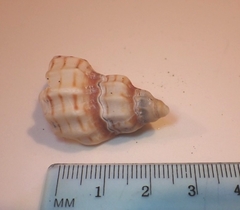 Cancellaria cooperii