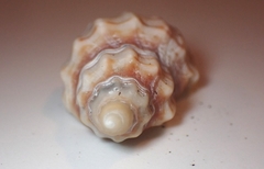 Cancellaria cooperii