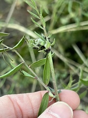 Lathyrus vestitus alefeldii