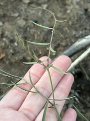Lathyrus vestitus alefeldii