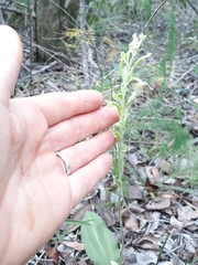 Habenaria arenaria