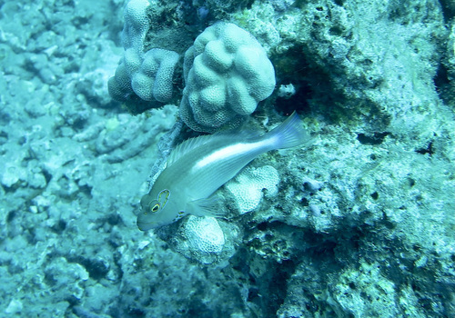 Photo of Arced Hawkfish (Paracirrhites arcatus)