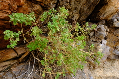Salvia garipensis