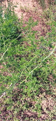 Asparagus multiflorus