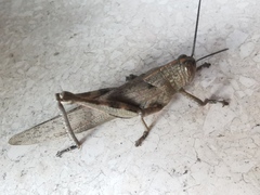 Anacridium aegyptium