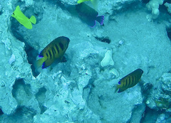 Centropyge loriculus