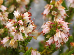 Erica capillaris