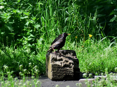 Sturnus vulgaris