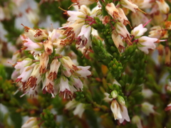 Erica capillaris