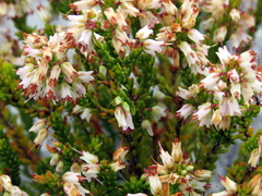 Erica capillaris