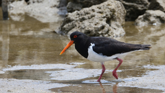 Haematopus longirostris