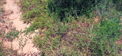 Asparagus multiflorus