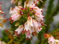 Erica capillaris