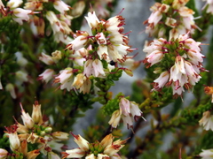 Erica capillaris