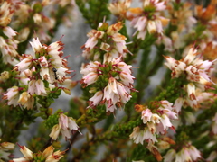 Erica capillaris