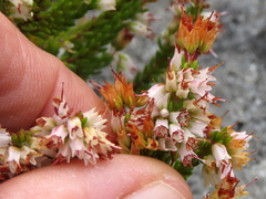 Erica capillaris