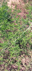 Asparagus multiflorus
