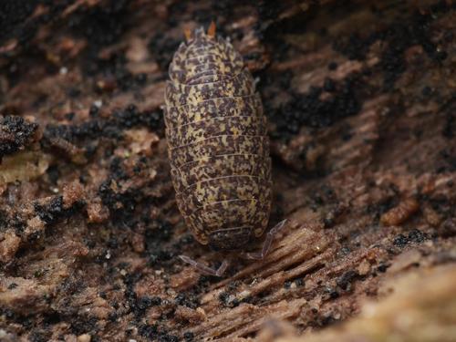 Porcellium collicola