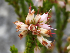 Erica capillaris