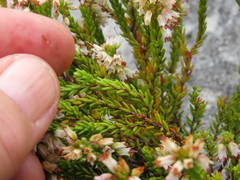 Erica capillaris