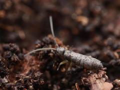 Pogonognathellus flavescens