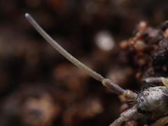 Pogonognathellus flavescens