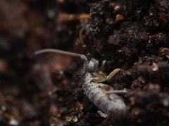 Pogonognathellus flavescens