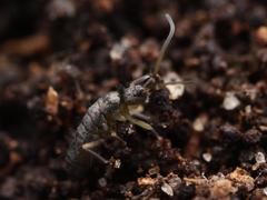 Pogonognathellus flavescens