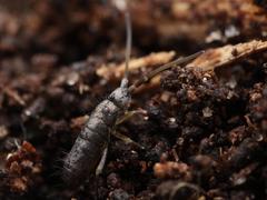 Pogonognathellus flavescens