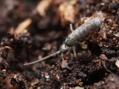 Pogonognathellus flavescens