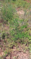 Asparagus multiflorus