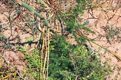 Asparagus multiflorus