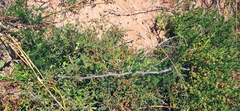 Asparagus multiflorus