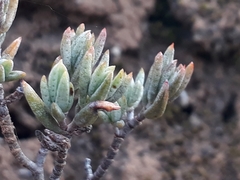 Crassula biplanata