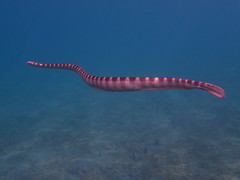 Hydrophis ornatus