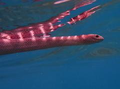 Hydrophis ornatus