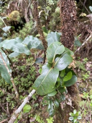 Syzygium sandwicense