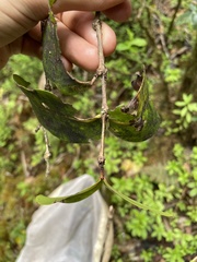 Syzygium sandwicense