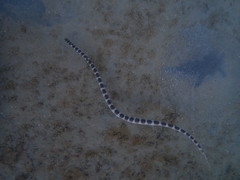 Hydrophis ornatus